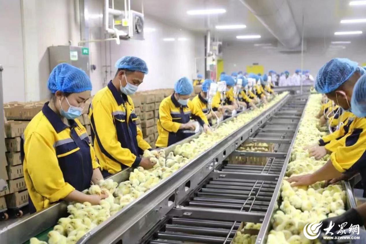 搶抓食品產業發展機遇，開啟郯城鄉村振興“新”食代——糧食加工食品生產助力縣域經濟騰飛